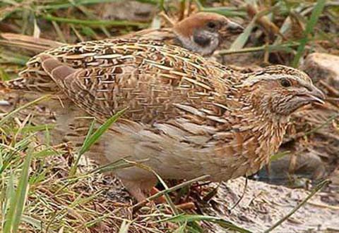 【ayx官网】佳兆业:佳寓将暖心减免2020年2月份租金(图3) ayx官网