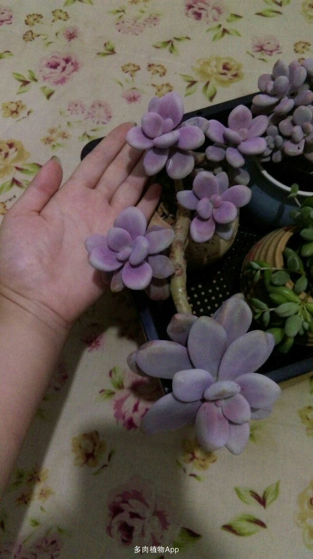 ‘ayx官网’中国平安首款互联网健康管理产品—— “平安好医生”上线(图3) ayx官方网站