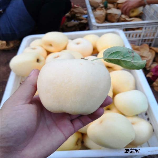 ayx官网_郑州大学书法学院张典友博士一行到商丘师范学院交流考察