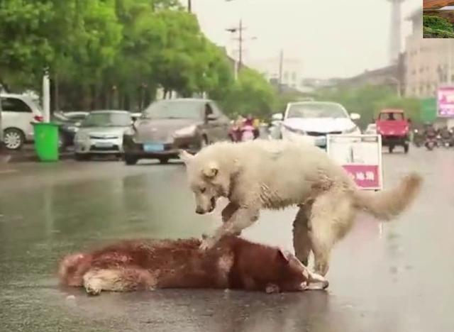 【爱游戏(ayx)中国官方网站】2017年10月中国人寿保险公司原保险保费收入排名(图1) ayx官网