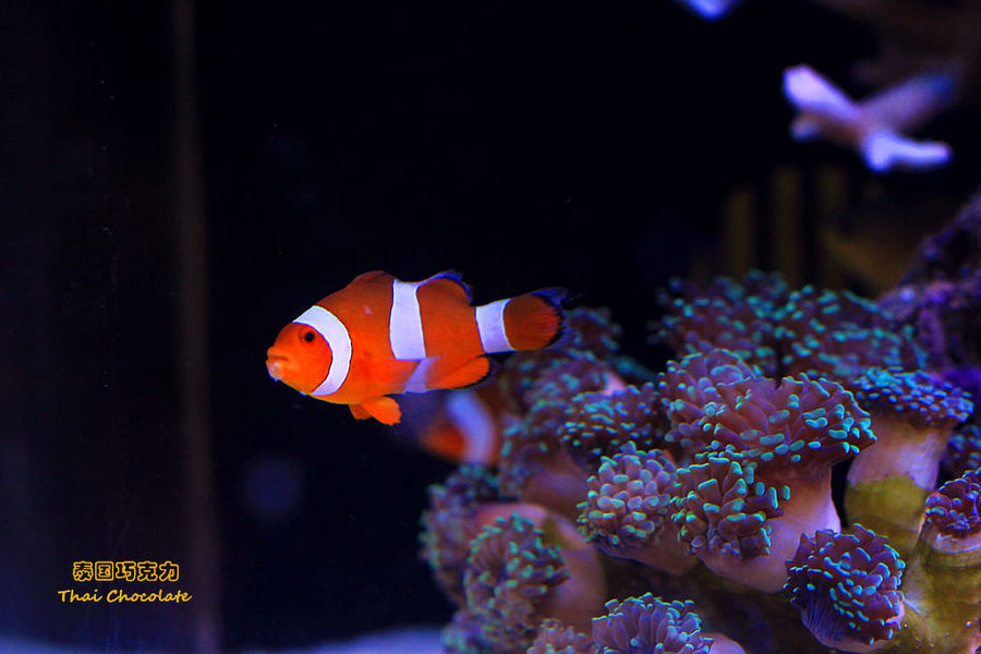 专业成长、未来可期——365幼教·岱下明珠幼儿园教师学习培训:ayx官方网站(图1) ayx官网