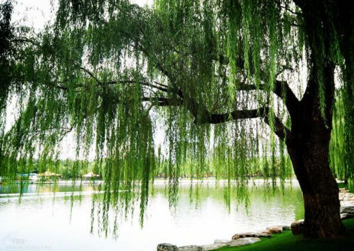 南阳师院文史学院雨佳志愿服务队开展“我们的节日——清明节”系列志愿服务-爱游戏（