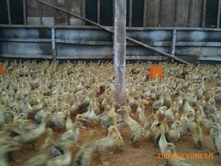 爱游戏(ayx)中国官方网站:2017山西高考成绩排名查询入口(图1) 爱游戏(ayx)中国官方网站