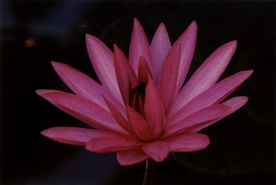 “ayx官网”税优保险开售前五单 阳光人寿独占三单(图1) ayx官方网站