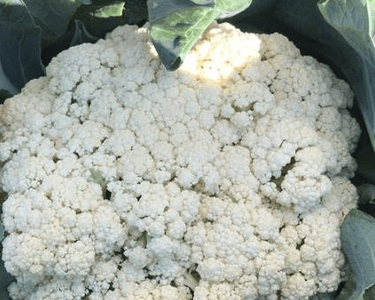 
买花菜 “散花”和“紧花”区别很大 教你怎样挑选 别再买错了【爱游戏（ayx）中国官方网站】(图3)