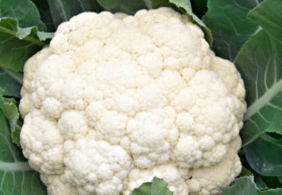 
买花菜 “散花”和“紧花”区别很大 教你怎样挑选 别再买错了【爱游戏（ayx）中国官方网站】(图5)