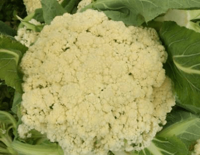 
买花菜 “散花”和“紧花”区别很大 教你怎样挑选 别再买错了【爱游戏（ayx）中国官方网站】(图6)