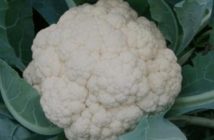 
买花菜 “散花”和“紧花”区别很大 教你怎样挑选 别再买错了【爱游戏（ayx）中国官方网站】(图10)