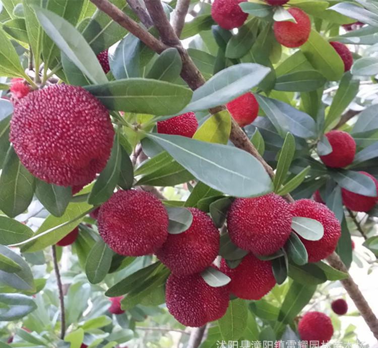 “爱游戏(ayx)中国官方网站”2017贵州高考成绩查询入口(图4) ayx官网