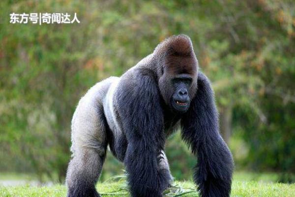 ayx官方网站|三年磨一剑 梁上燕携万峰谷小镇重现江湖(图3) ayx官网